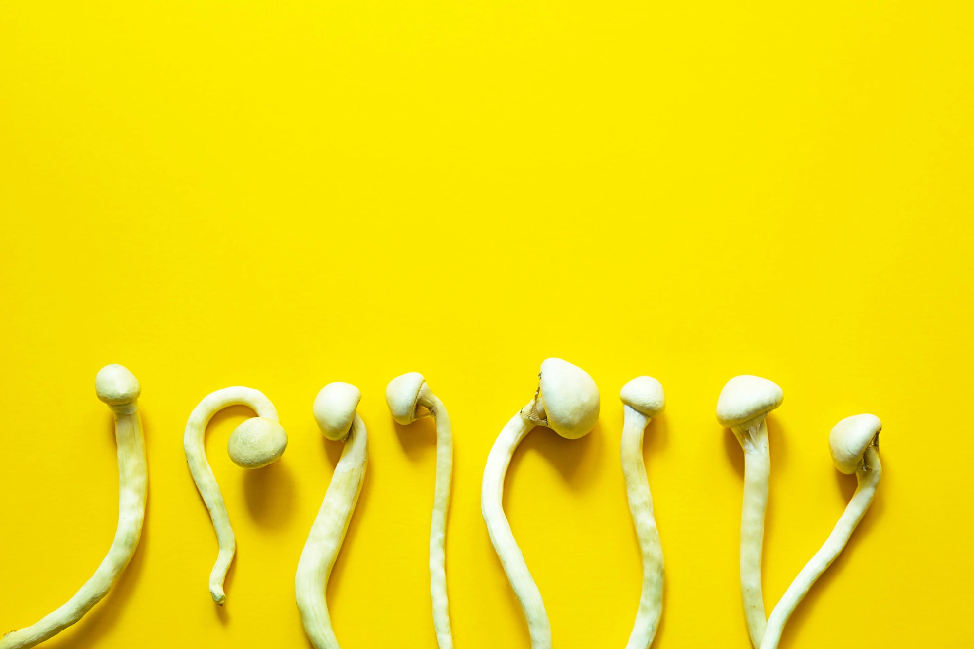 Mindful Mushrooms: Unveiling the Renaissance of Microdosing in Modern Wellness
